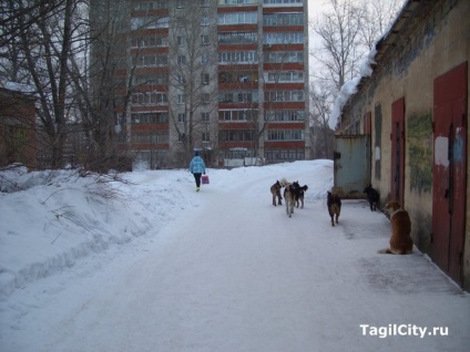 Angajații Spitalului de Copii din Nižni Tagil hrănesc o turmă de locuitori de câini vagabonzi