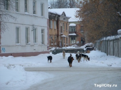 Angajații Spitalului de Copii din Nižni Tagil hrănesc o turmă de locuitori de câini vagabonzi