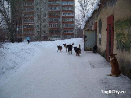 Angajații Spitalului de Copii din Nižni Tagil hrănesc o turmă de locuitori de câini vagabonzi