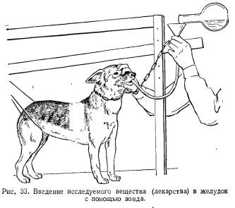 Metode de administrare la câini a substanțelor testate (partea 1) - totul despre medicina veterinară