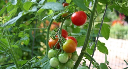 Schemele de plantare și plantare pentru tomate