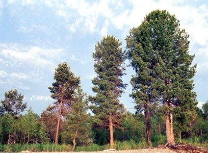 Case din lemn de cedru siberian - produse din lemn de Siberia