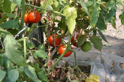 Phytophthora teribilă a fost distrusă