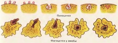 Structura și funcțiile membranei celulare