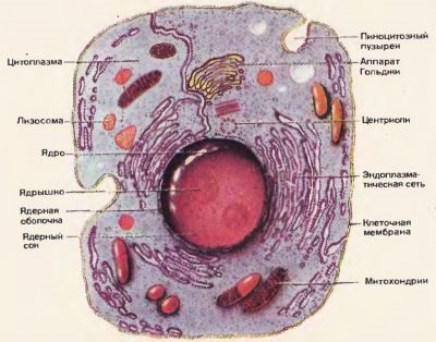 Structura și funcțiile membranei celulare
