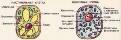 Structura și funcțiile membranei celulare