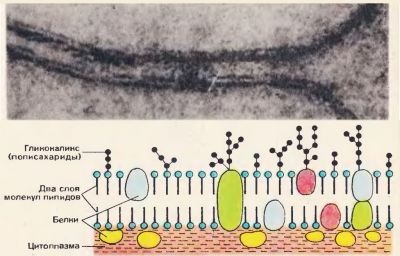 Structura și funcțiile membranei celulare