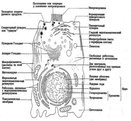 Structura celulelor animale și a plantelor