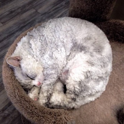 Súlyos macska Albert gyapjú, mint egy bárány
