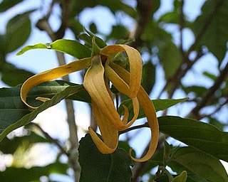Proprietăți și aplicarea uleiului de ylang ylang