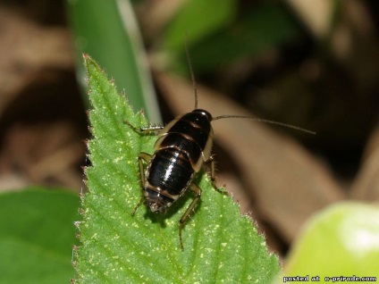 Bătăi de capră - animale nebune - 30 fotografii - poze - photo world of nature