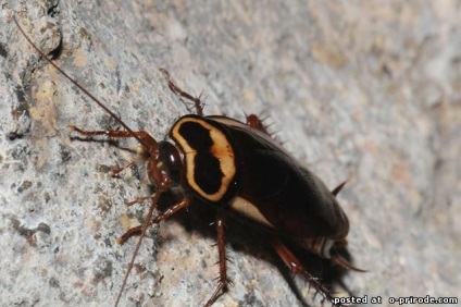 Bătăi de capră - animale nebune - 30 fotografii - poze - photo world of nature