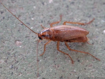 Bătăi de capră - animale nebune - 30 fotografii - poze - photo world of nature