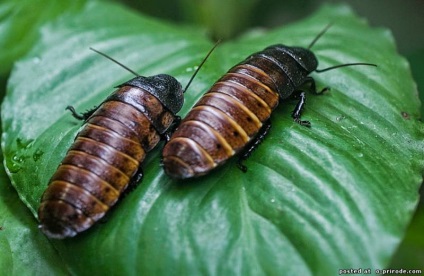 Bătăi de capră - animale nebune - 30 fotografii - poze - photo world of nature