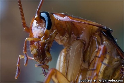 Bătăi de capră - animale nebune - 30 fotografii - poze - photo world of nature