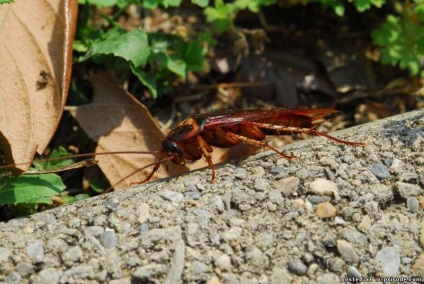 Bătăi de capră - animale nebune - 30 fotografii - poze - photo world of nature