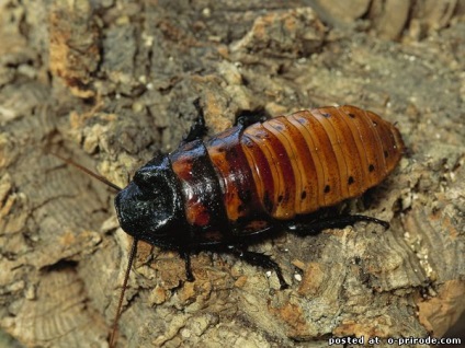 Bătăi de capră - animale nebune - 30 fotografii - poze - photo world of nature