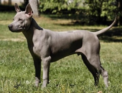 Thai Ridgeback