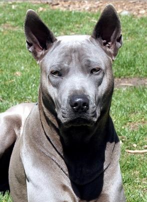 Thai Ridgeback