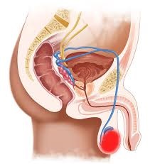 Teratomul testiculului - tratamentul cancerului în Israel, Centrul israelian de Cancer №1