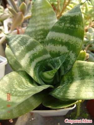 Towshin limba (sansevieria) beneficiază sau dăunează plantelor din interior