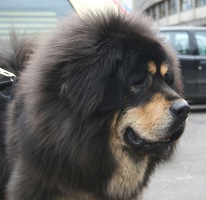 Tibetanul Mastiff