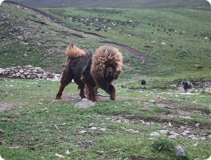 Tibeti masztiff, tibeti masztakuszt