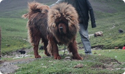 Mastiff tibetan, fotografii mastiffe tibetane