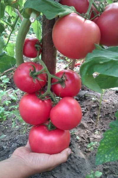 Tomato - crimson sunset f1 descriere, randament și caracteristici ale soiului