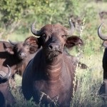 Top 10 cele mai bune locuri pentru safari în Africa, călătoriți în întreaga lume