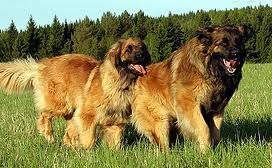 Top 10 din cei mai mari câini din lume, un grup de ajutor pentru animalele fără adăpost - o inimă bună