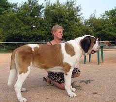Top 10 din cei mai mari câini din lume, un grup de ajutor pentru animalele fără adăpost - o inimă bună