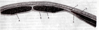 Topografia abdomenului - stardopedia