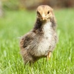 Găina are ochi umflați, tratament - găini, un forum despre creșterea și păstrarea păsărilor