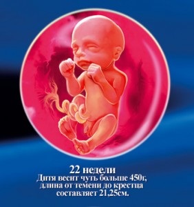 Fetal cu ultrasunete, trei inimi - clinica de medicină reproductivă în Krasnoyarsk