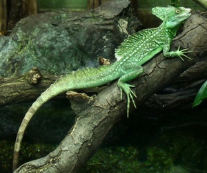 Basilisk shlemonosny (basiliscus plumifrons) - exolife, totul despre reptile