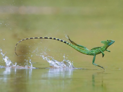 Basilisk shlemonosny (basiliscus plumifrons) - exolife, totul despre reptile