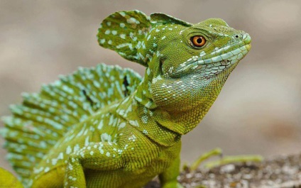 Basilisk shlemonosny (basiliscus plumifrons) - exolife, totul despre reptile