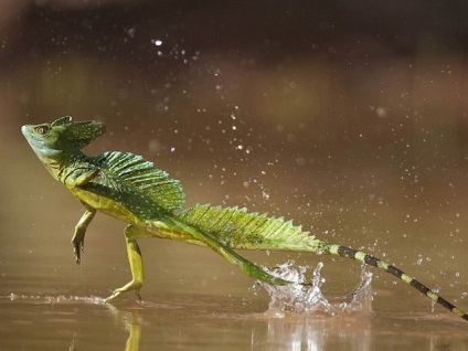 Basilisk shlemonosny (basiliscus plumifrons) - exolife, totul despre reptile