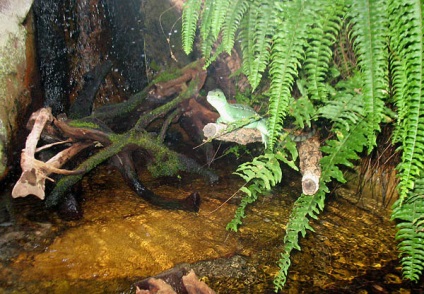 Basilisk shlemonosny (basiliscus plumifrons) - exolife, totul despre reptile