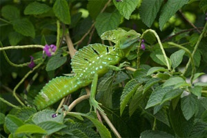 Basilisk shlemonosny (basiliscus plumifrons) - exolife, totul despre reptile