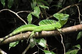 Casca Basilisk, lumea animalelor și plantelor