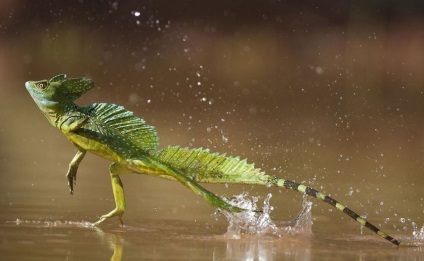 Casca Basilisk, lumea animalelor și plantelor