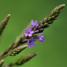 Verbena - fraternitatea vampirilor