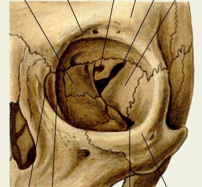 Maxilarul superior și inferior al trăsăturilor umane ale structurii