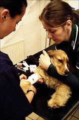 Clinica veterinară Bagheera - o clinică veterinară pentru Fryazino, snakovo și koroleva