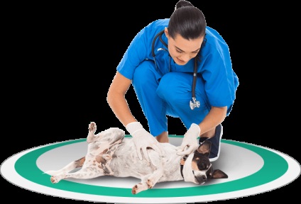 Serviciul veterinar la domiciliu