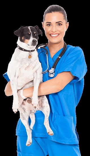 Serviciul veterinar la domiciliu