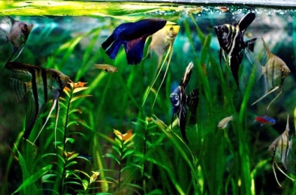 Az álom akváriumi halak