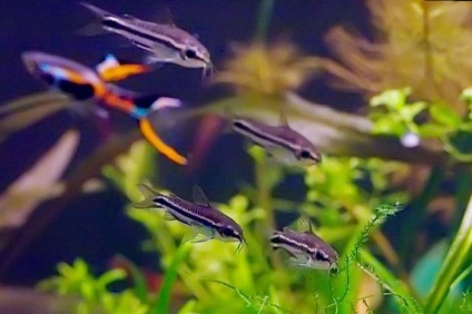 Az álom akváriumi halak